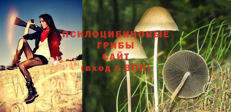 Псилоцибиновые грибы Psilocybine cubensis  купить  сайты  Демидов 